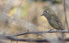 Empidonax hammondii