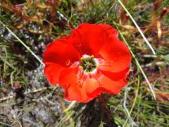 Drosera cistiflora