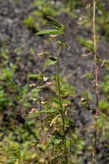 Aeschynomene americana