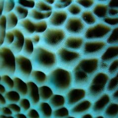 Gardineroseris planulata