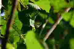 Neopithecops zalmora