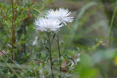 Helichrysum leucopsideum