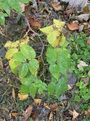 Rubus idaeus