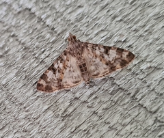 Dysallacta negatalis