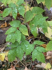 Rubus idaeus