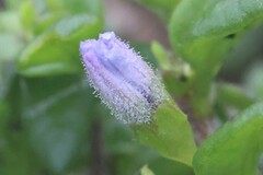 Angiospermae