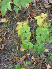 Rubus idaeus