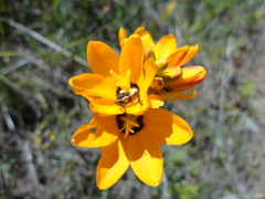 Ixia maculata