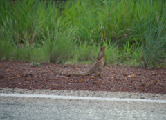 Chlamydosaurus kingii
