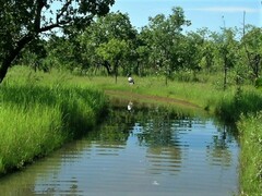 Ephippiorhynchus asiaticus