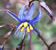 Dianella prunina