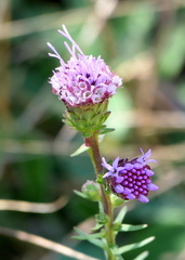 Liatris novae-angliae