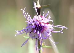 Liatris novae-angliae
