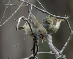 Acanthiza pusilla