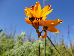 Ixia maculata