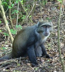 Cercopithecus mitis albogularis