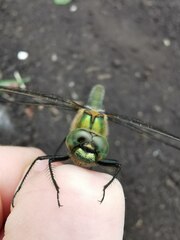 Cordulia aenea aenea