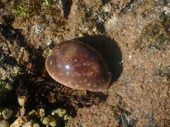 Lyncina vitellus