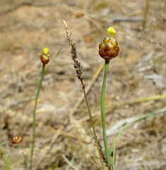 Xyris pauciflora