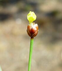 Xyris pauciflora