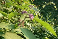 Callicarpa rubella