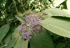 Callicarpa rubella