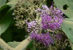 Callicarpa rubella
