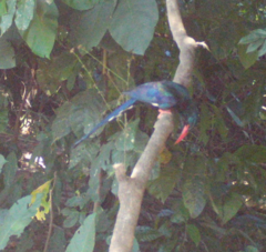 Phoeniculus purpureus