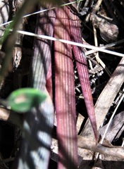 Dianella prunina