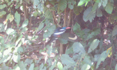 Phoeniculus purpureus