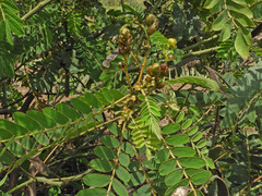 Senna didymobotrya