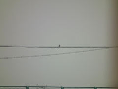 Streptopelia orientalis