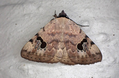 Hypopyra carneotincta