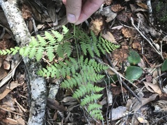 Pteridium caudatum