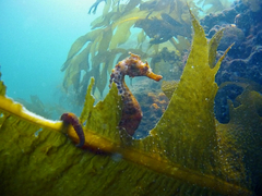 Hippocampus abdominalis