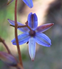 Dianella prunina