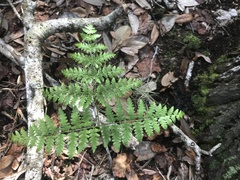 Pteridium caudatum
