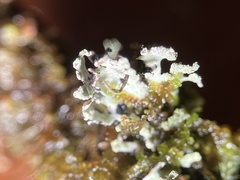 Hypogymnia hultenii