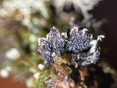Hypogymnia hultenii