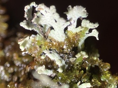 Hypogymnia hultenii