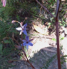 Dianella prunina