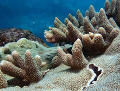 Acropora robusta