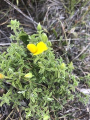 Argyrolobium pachyphyllum