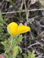 Argyrolobium pachyphyllum