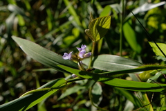 Calopogonium mucunoides