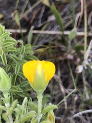 Argyrolobium pachyphyllum