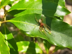 Phonognatha graeffei