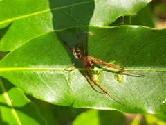 Phonognatha graeffei