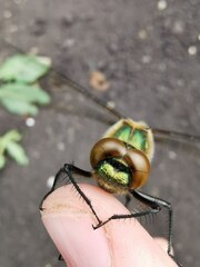 Cordulia aenea aenea