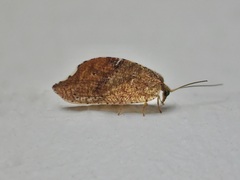 Drepanacra binocula